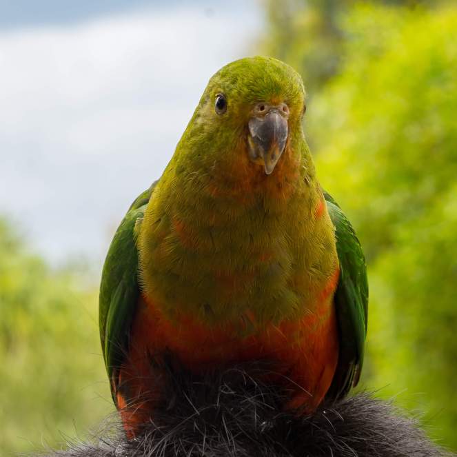 Australian King Parrot. These guys love sitting on your head